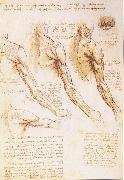 LEONARDO da Vinci The muscles of arm, shoulder and neck USA oil painting artist